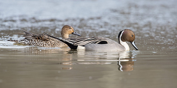 Northern Pintail Pair_JF07781