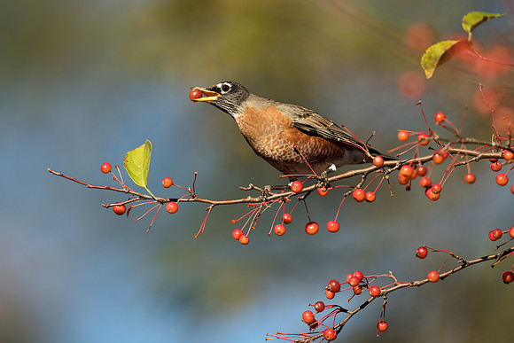 Robin_American_JF99302