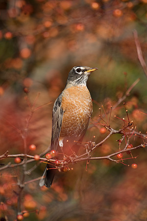 Robin_American_JF99440