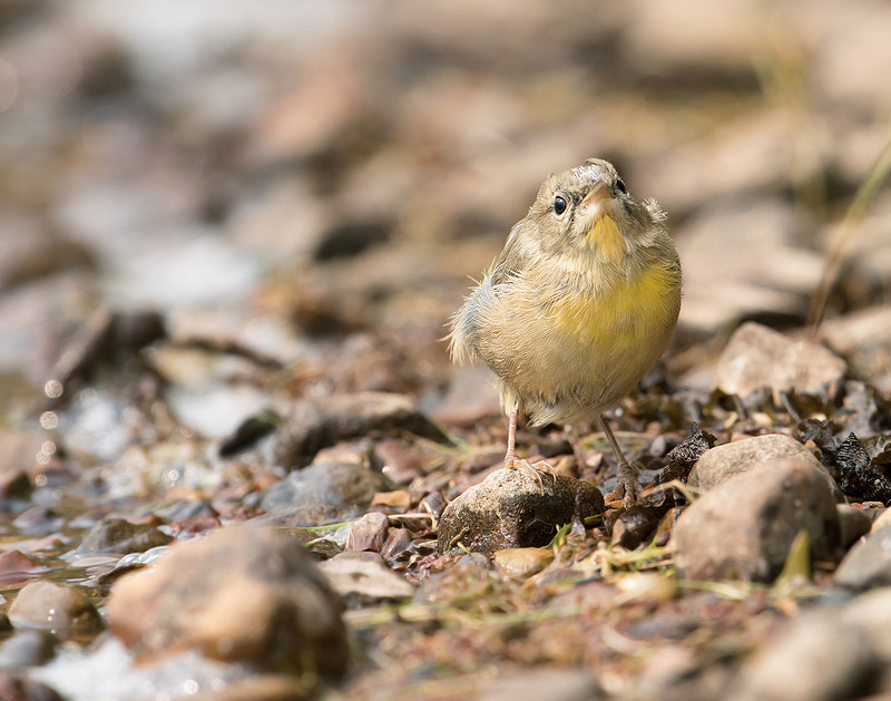 Common Yellow-throat, Juvenile JF02742
