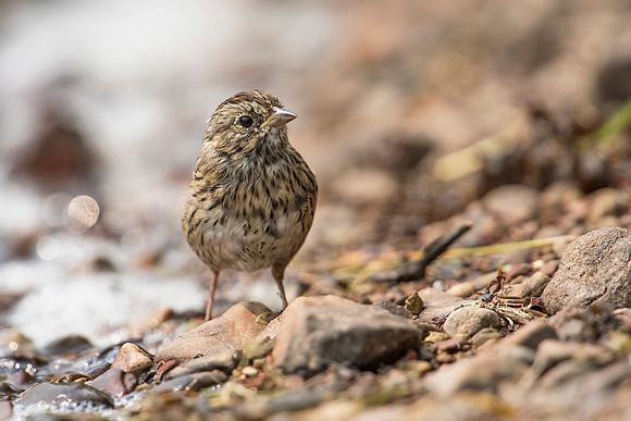 Lincoln Sparrow_JF02939