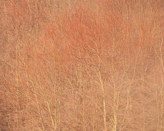 Maples in Early Spring