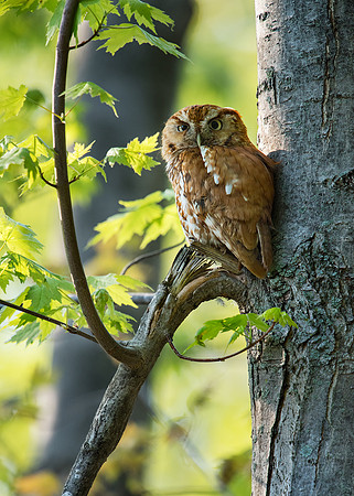 Eastern Screech Owl_JF91713