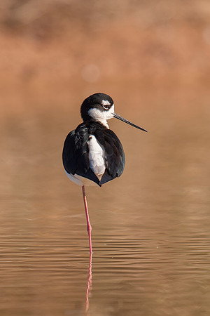 Black-necked Stilt, Male