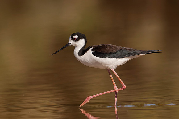 Black-necked Stilt, Female
