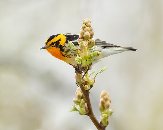 Blackburnian Warbler, Male  JF08664