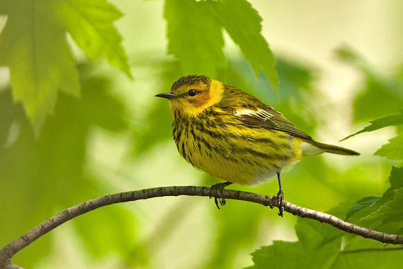 Cape May Warbler- Male_JF06869