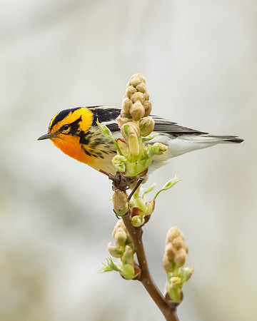 Blackburnian Warbler, Male  JF08664