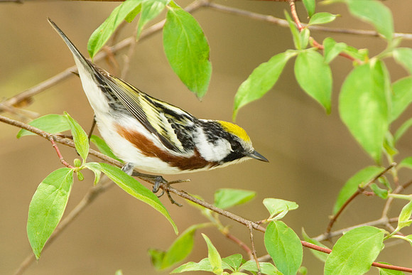 Chestnut-sided Warbler, Male