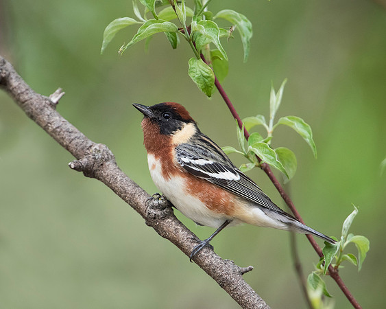 Bay-breasted Warbler, Male  JF92889