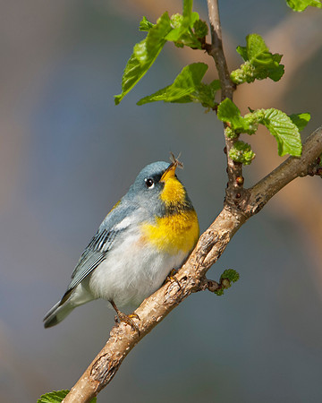Northern Parula Warbler, Male JF01948