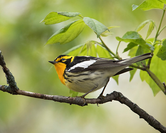 Blackburnian Warbler, Male JF90358