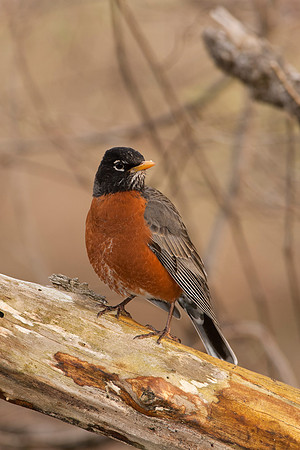 American Robin, Male  JF07504