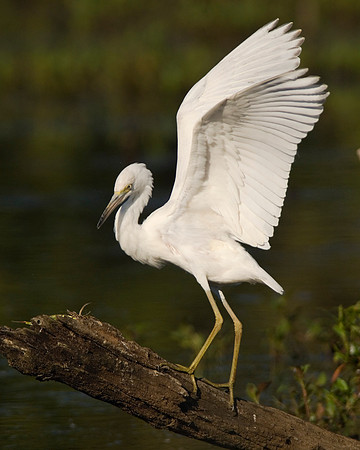 Immature Little Blue Heron, DSC03692