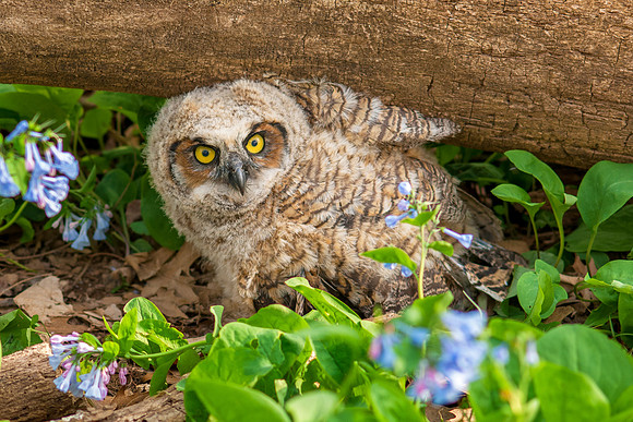 Great Horned Owlet JF08012