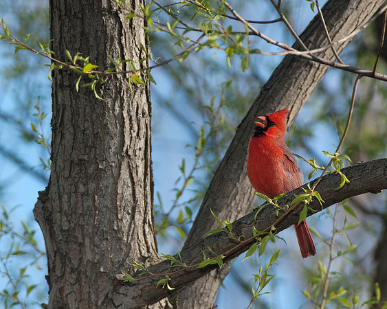 Northern Cardinal, Male