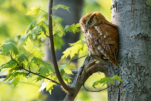 Eastern Screech Owl_JF91627