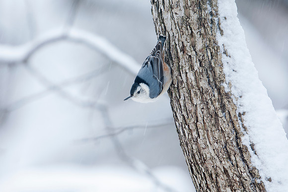 White-breasted Nuthatch_JF07449