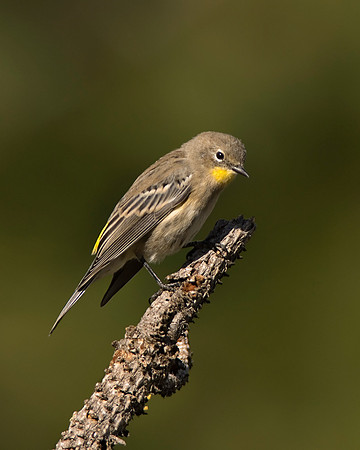 Yellow-rumped Warbler