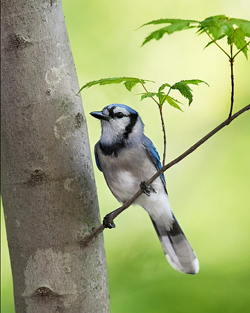 Blue Jay_JF98694