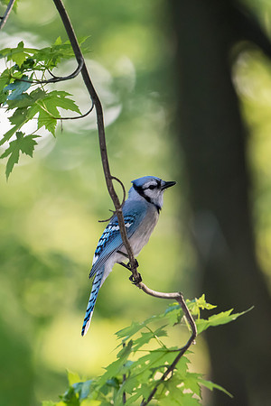 Blue Jay_JF98666