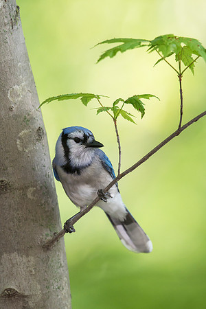 Blue Jay JF98691