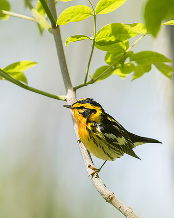 Blackburnian Warbler, Male_JF98286