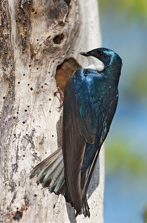 Tree Swallow_JF07857