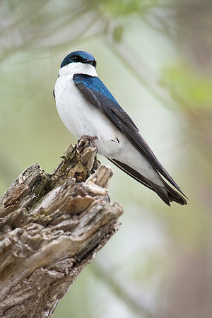 Tree Swallow_JF93205