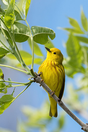 Yellow Warbler, Male_JF97501