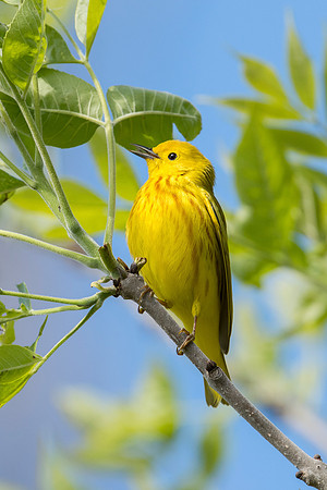 Yellow Warbler_Male_JF97502