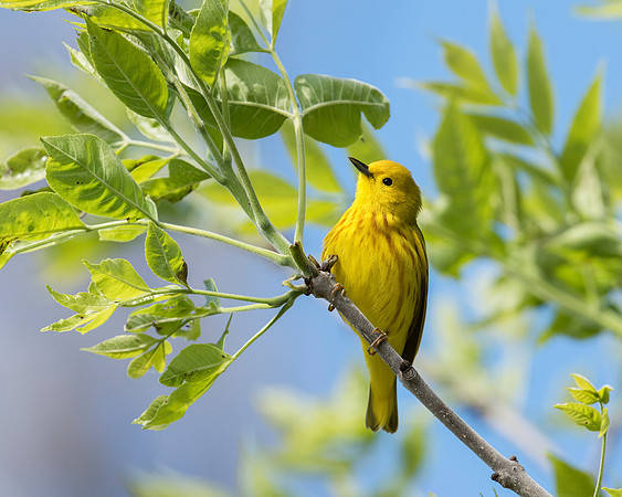 Yellow Warbler, Male JF97501