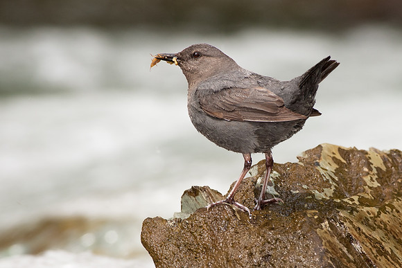 American Dipper with Food