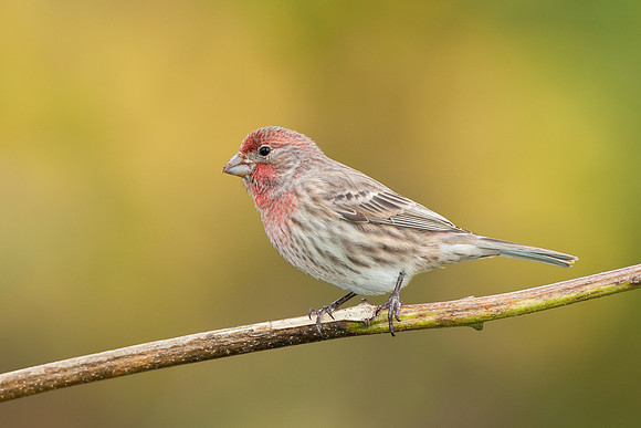 House Finch, Male