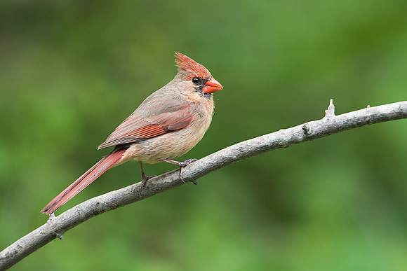Northern Cardinal, Female