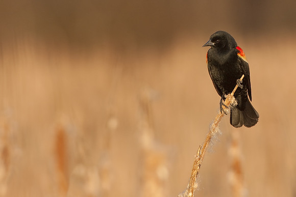 Red-winged Blackbird, Male JF06849