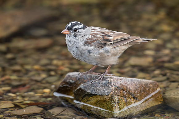 White-crowned Sparrow, Male JF90463