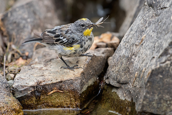 Yellow-rumped Wabler, Audubon's Female