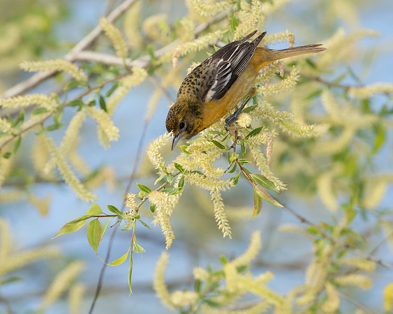 Baltimore Oriole_Female_H_JF04016