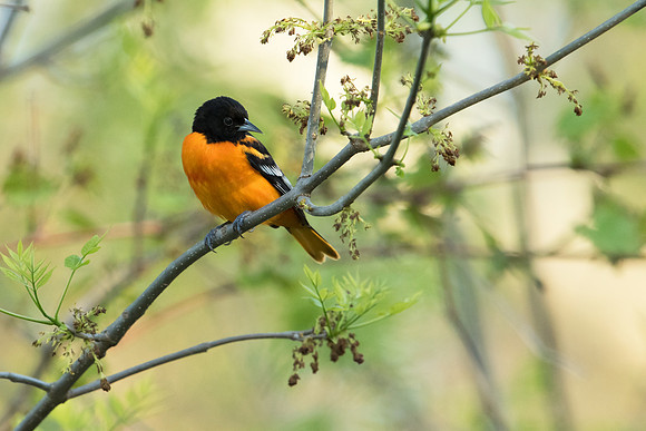 Baltimore Oriole_Male_JF04059