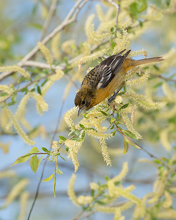 Baltimore Oriole_Female_V_JF04016