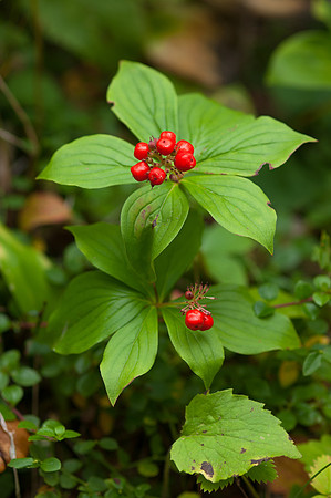 BunchBerry_JF05314