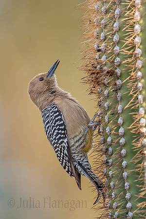 Woodpecker_Gila_JF07628