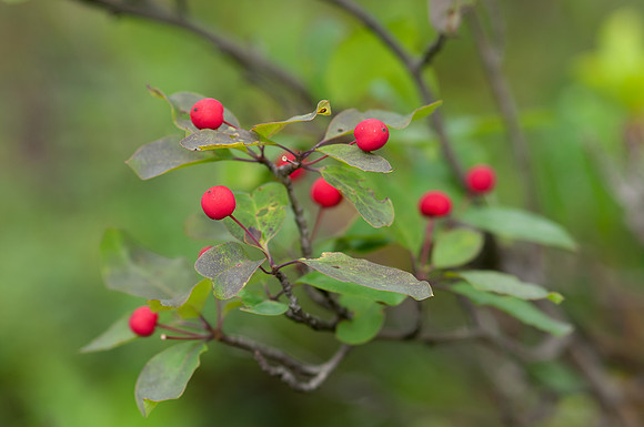 CatberryHolly_JF00021