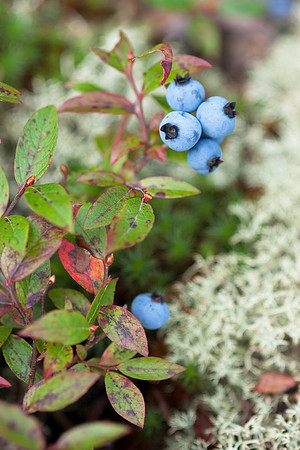 Blueberry_JF09980