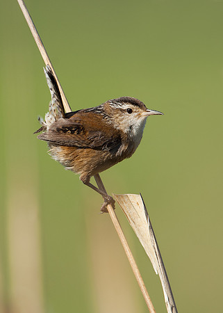 Wren_Marsh_JF03365