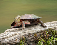Reptiles & Amphibians