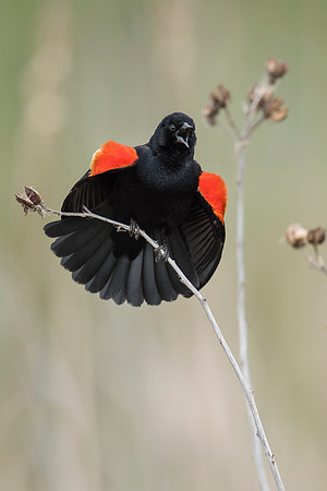 Red-Winged Blackbird_Male_JF90209