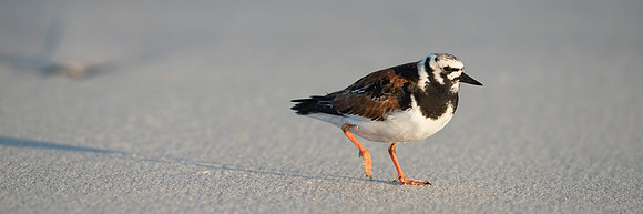 Ruddy Turnstone_Male_JF94421