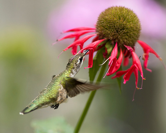 Ruby-throated Hummingbird_Female_JF96037